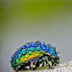 Bộ ảnh macro tuyệt đẹp về thế giới côn trùng