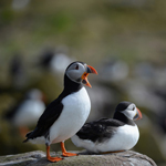 [The Big Picture] Tổng kiểm kê số lượng chim hải âu rụt cổ trên quần đảo Farne