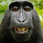 ‘Khỉ, ma và cây cối không thể sở hữu bản quyền ảnh’