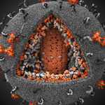 Các nhà nghiên cứu đã khám phá ra protein có thể ngăn chặn sự phát tác của virus HIV và Ebola