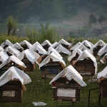 Mộc Châu, nơi những chú ong về lấy mật